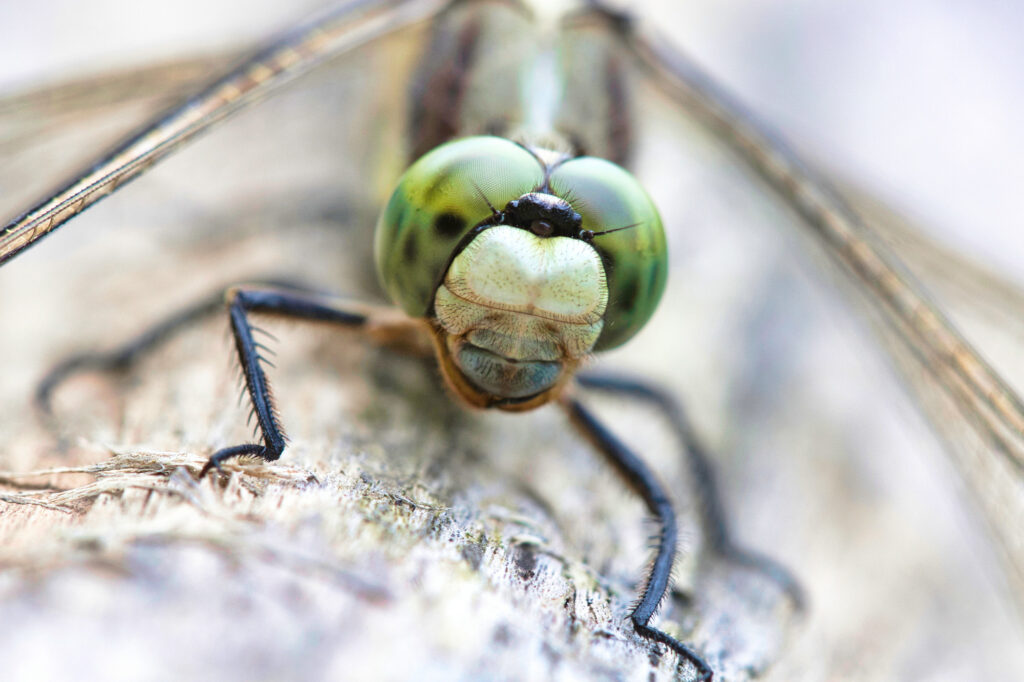 Orthetrum albistylum Srebarna Bulgaria 2006 MG 3277